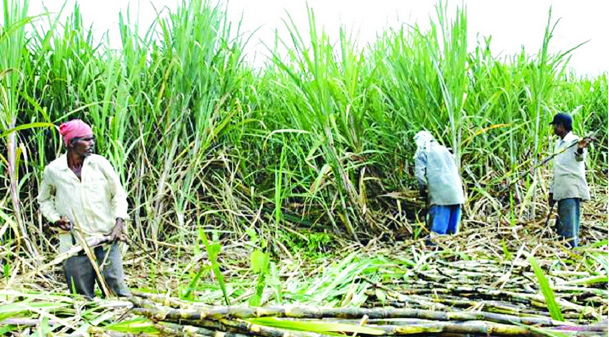उखु किसानको खातामा सिधै प्रोत्साहन अनुदान वितरणका लागि नयाँ कार्यविधि