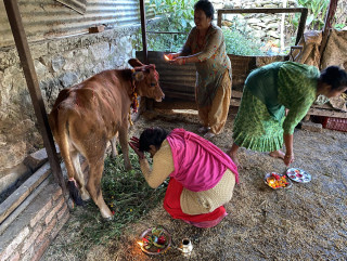 चितवनमा सामूहिक गौ पूजन तथा गौ कथा महोत्सव सुरु